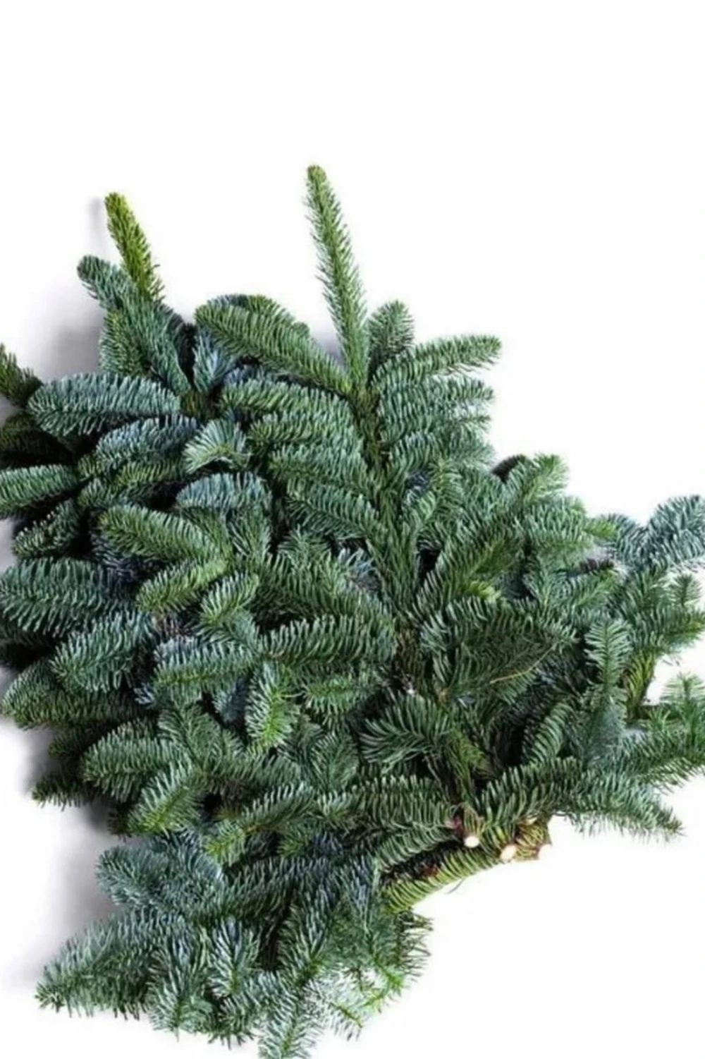 Гілка Нобіліс до 1 метра