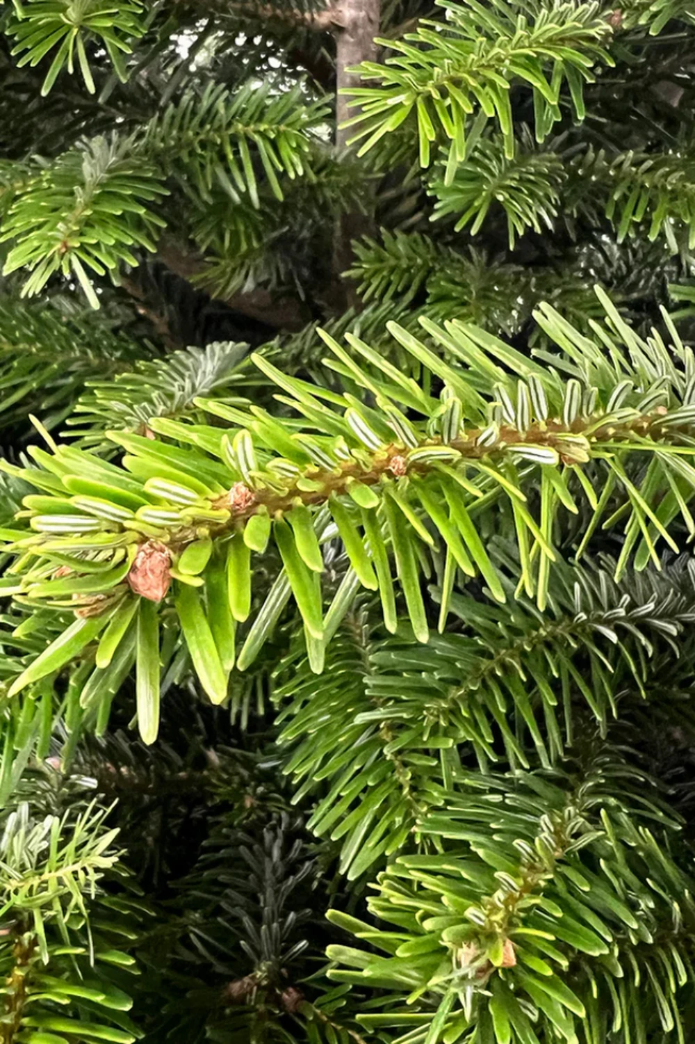 Піхта Нордмана Стандарт