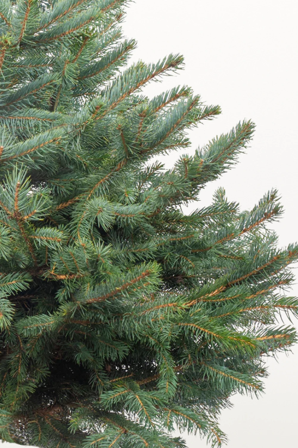 Ялина "Блакитна" в горщику 100-150 см.