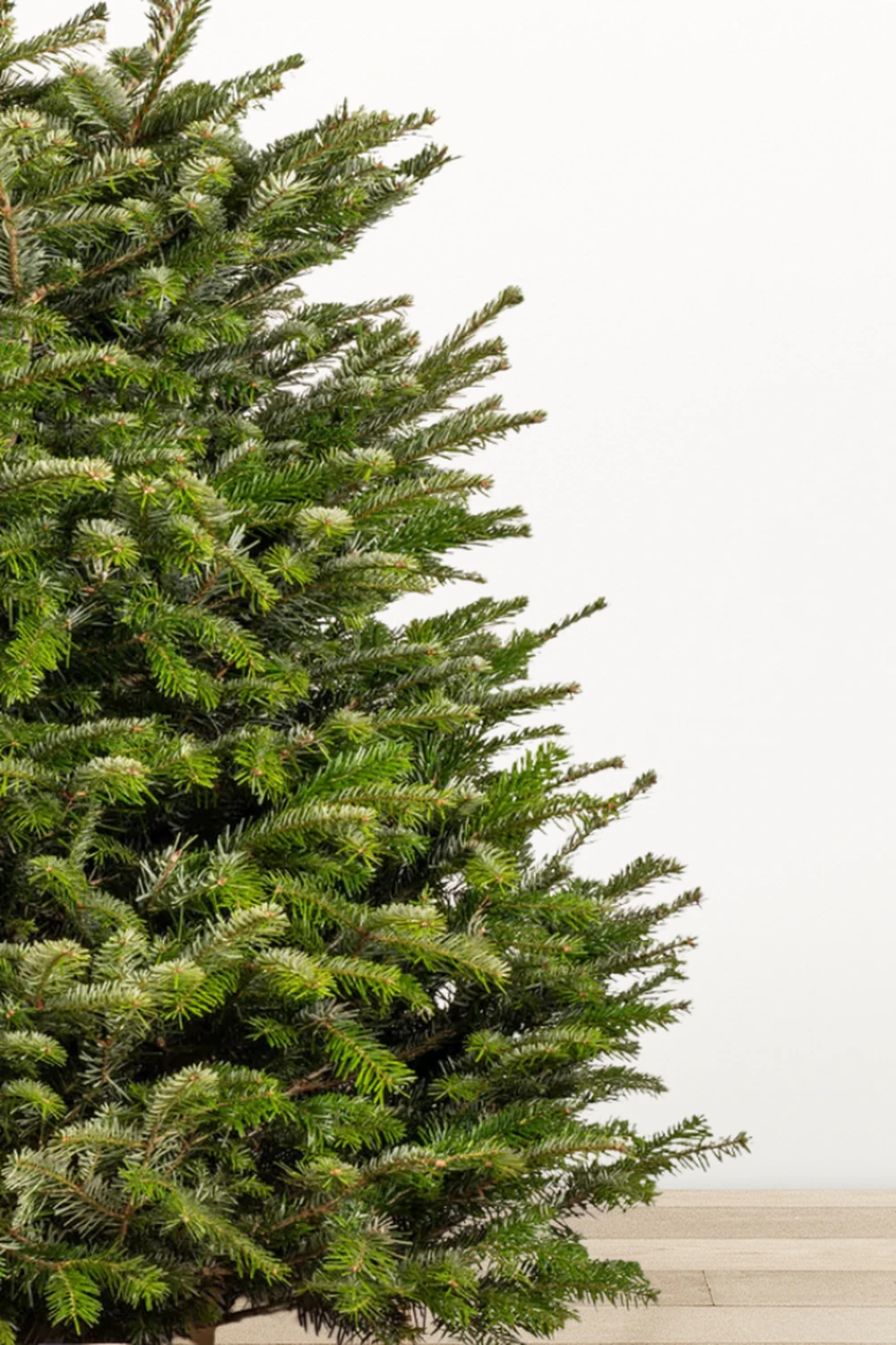 Ялина &quot;Нордмана&quot; в горщику