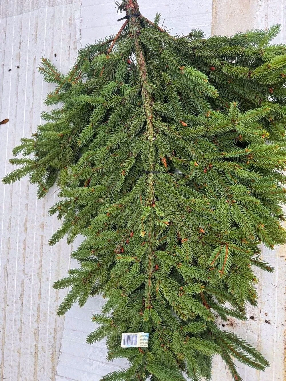 Гілки ялини натуральні довжиною до 1 м.