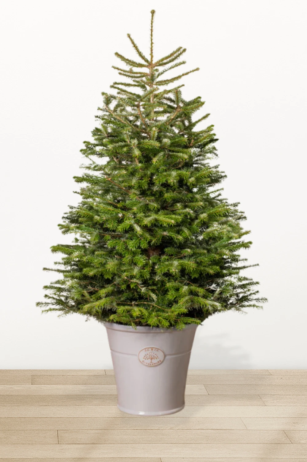 Ялина &quot;Нордмана&quot; в горщику