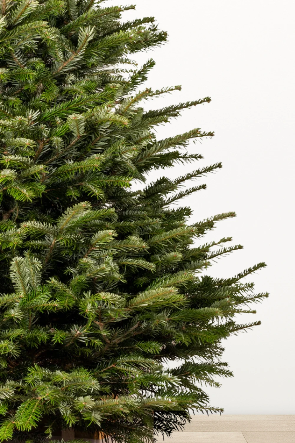 Піхта Нордмана Стандарт