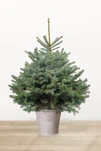 Ялина "Блакитна" в горщику 100-150 см. - 1