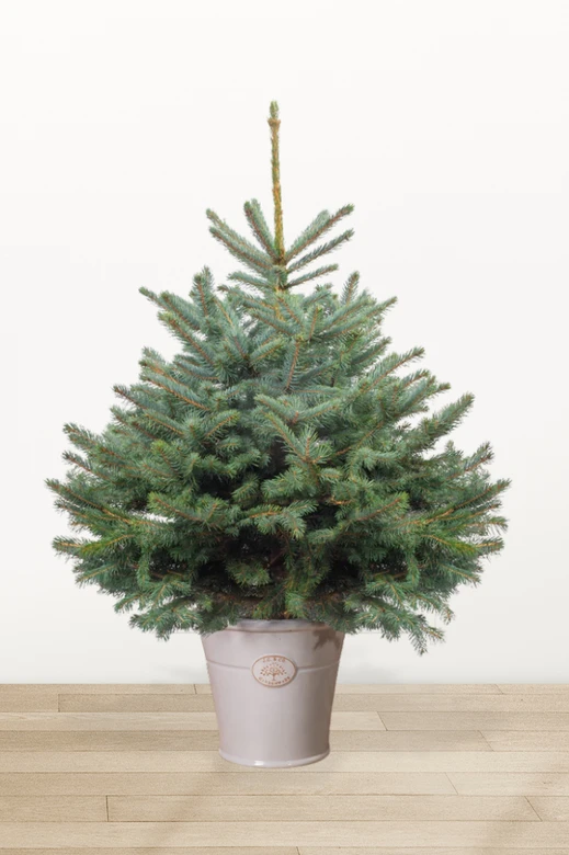 Ялина "Блакитна" в горщику 100-150 см.